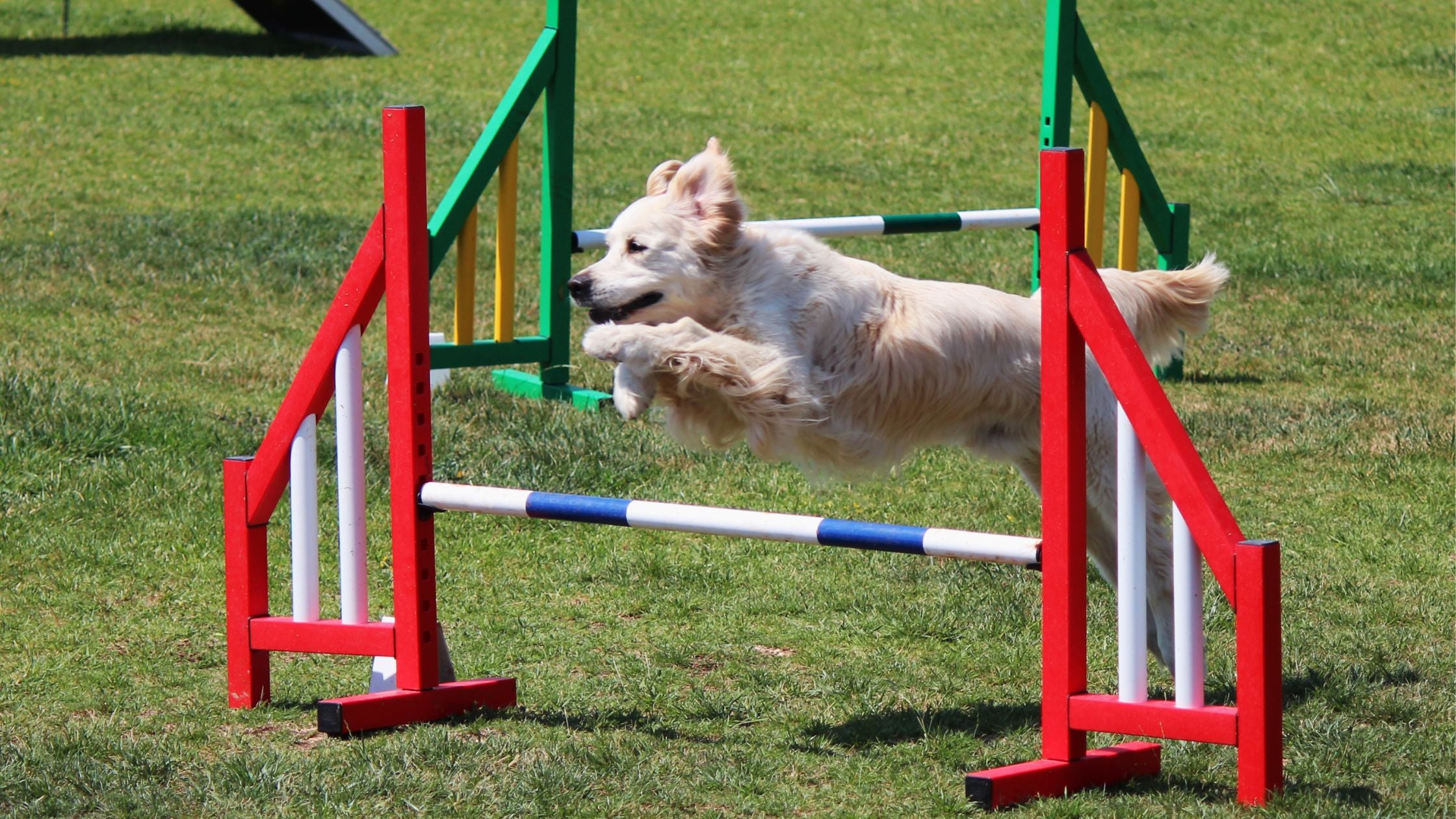 How to Train Your Dog in Agility Sports