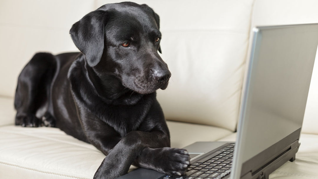 Online Dog Training Mini-Webinars