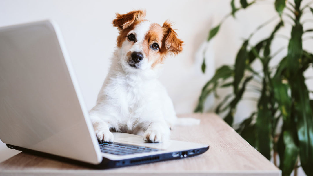 Online Dog Training Webinars
