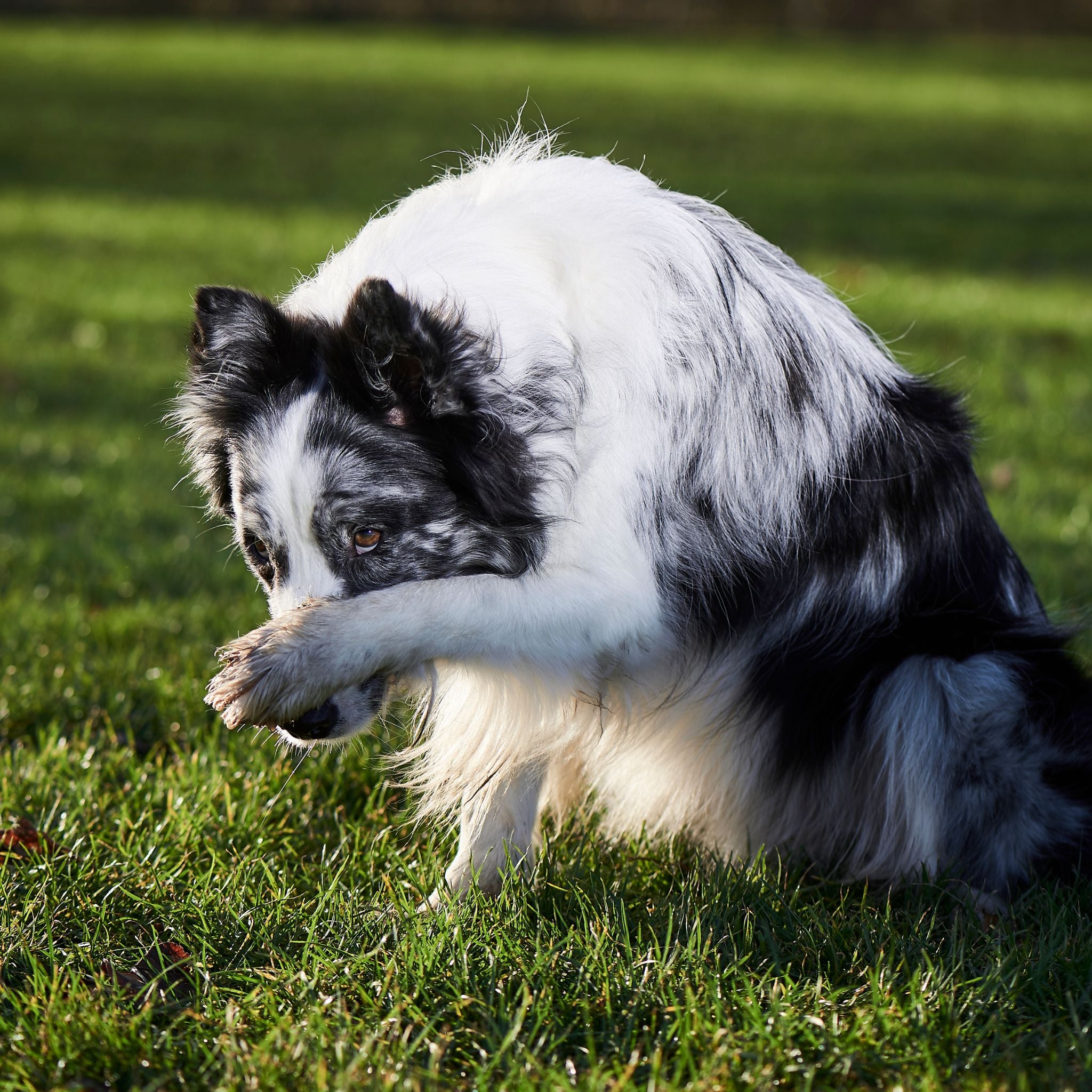 Gettin' Tricky: AKC Advanced Trick Dog Course – Pet Dog U