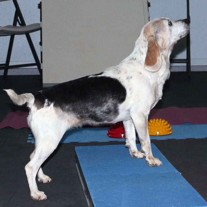 Beginning Canine Conditioning Course