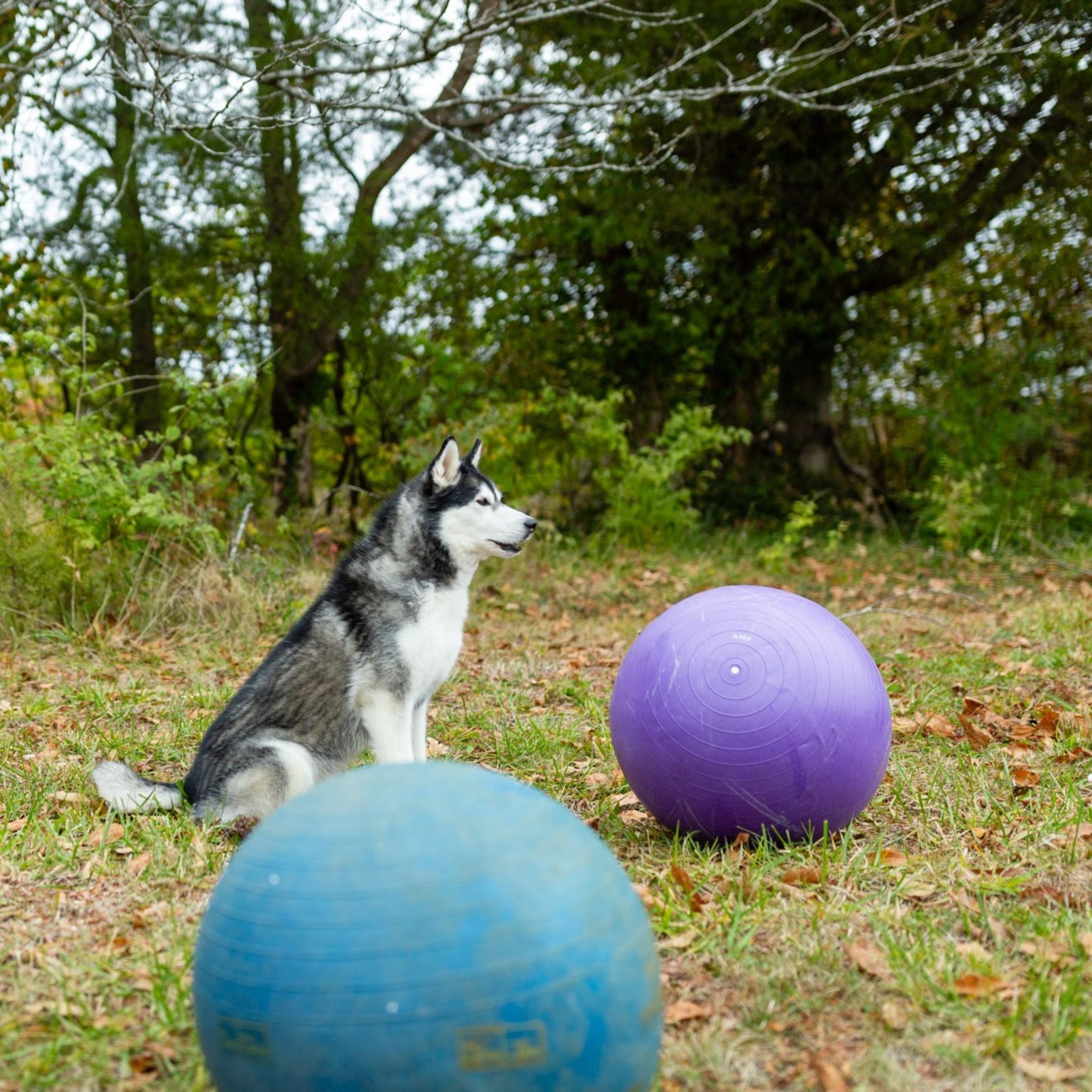 Treibball: Dog Sport Perfect for Herding Breeds and More