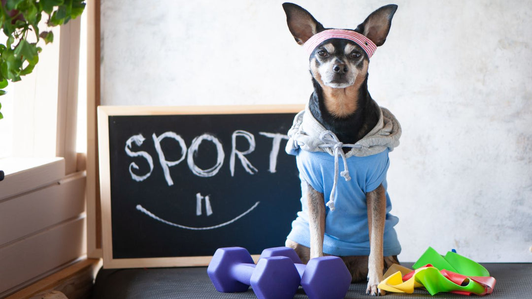 Why Canine Fitness Matters
