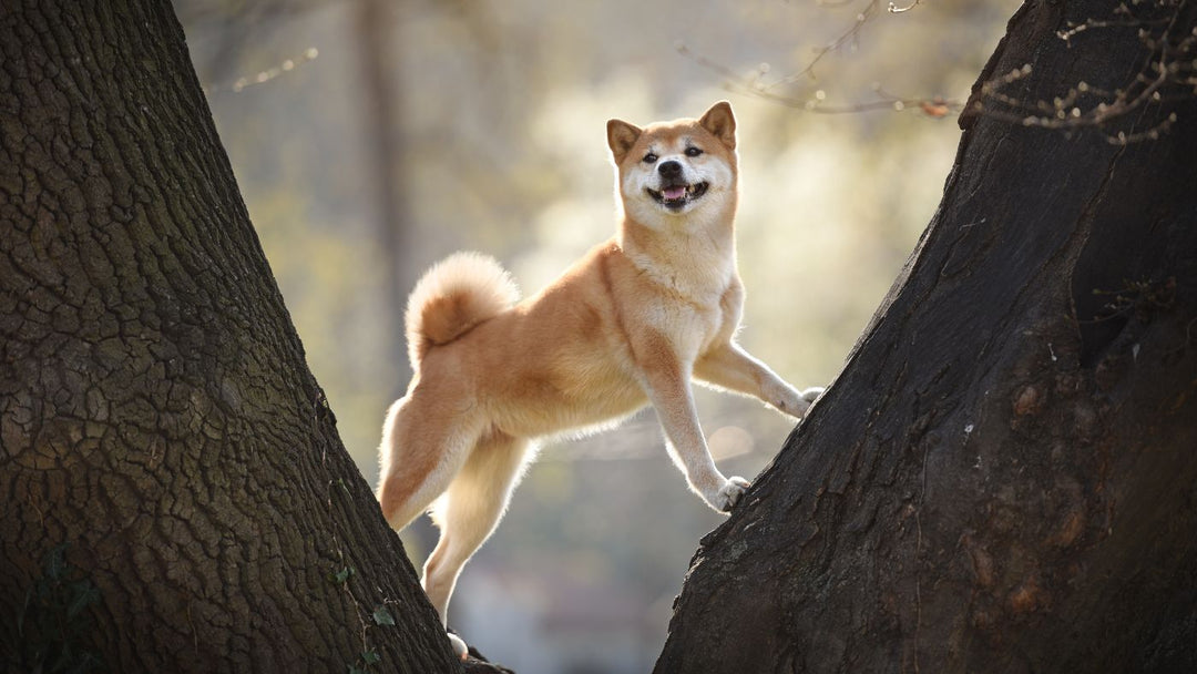 Parkour to Benefit Other Dog Sports