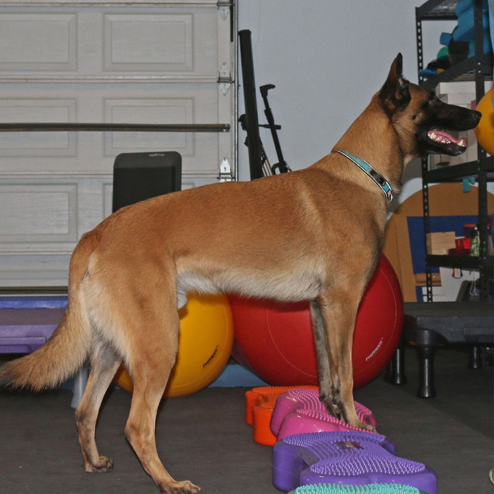Canine Conditioning Foundations Course