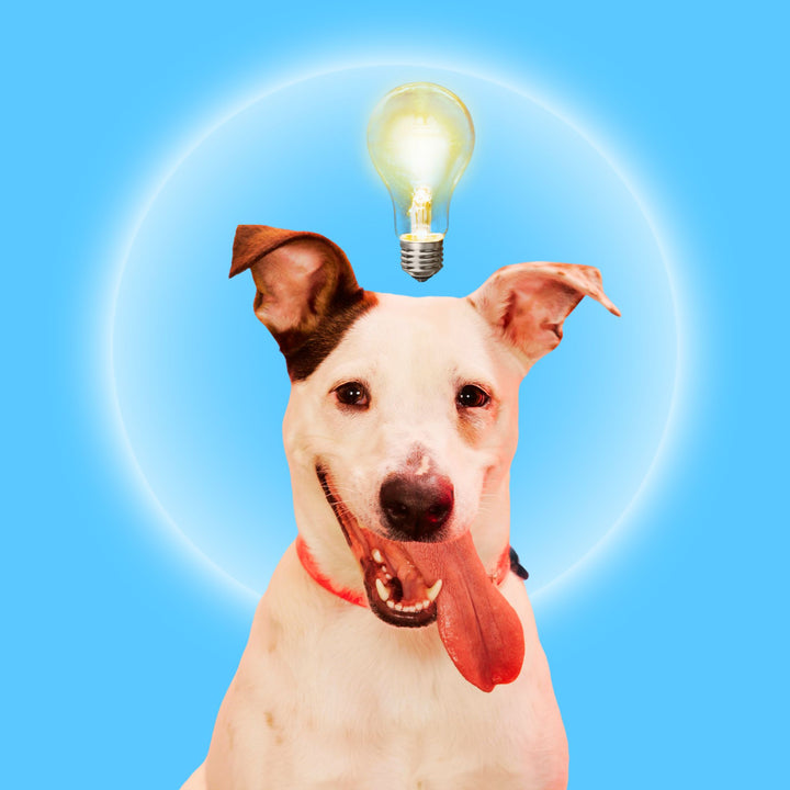 Make It the Dog's Idea Webinar