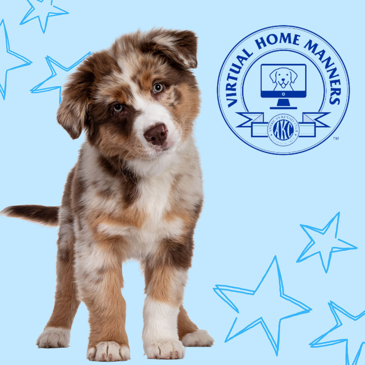 Whatta Good Puppy: Virtual Home Manners Prep Course